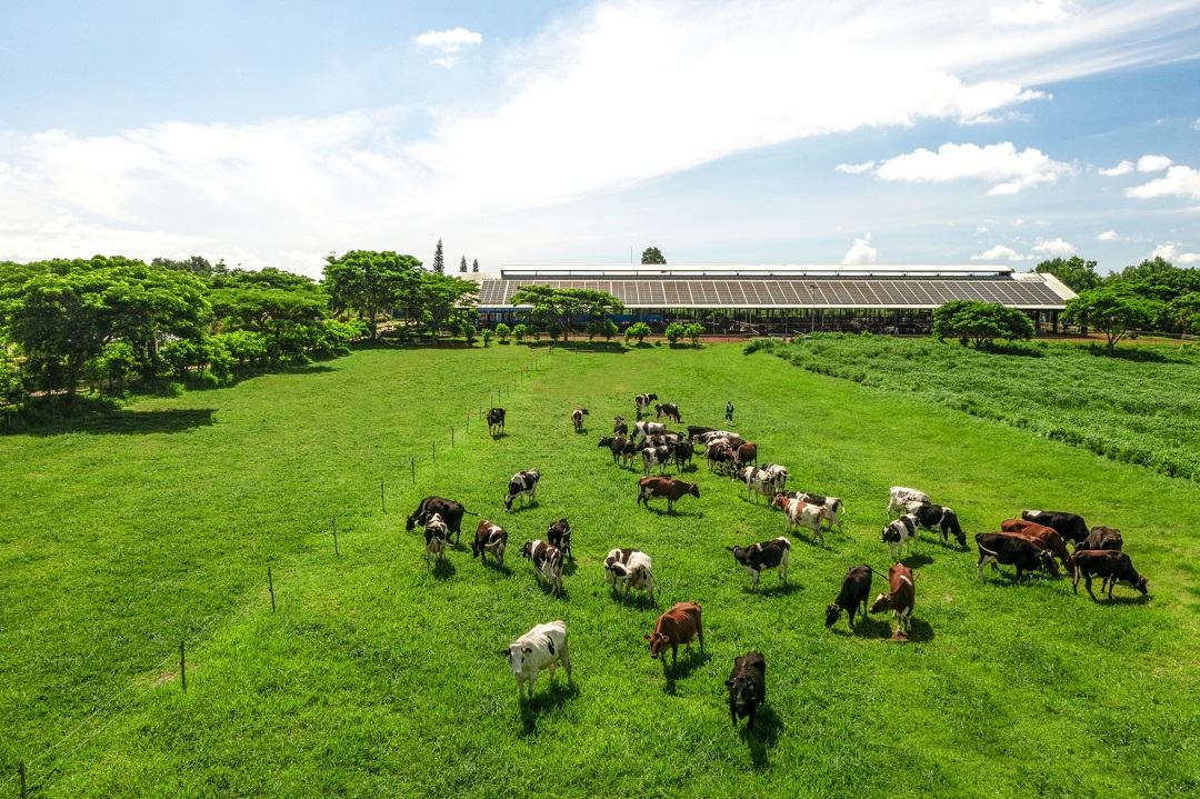 04_Vinamilk-dairy-farm_cows-on-pasture