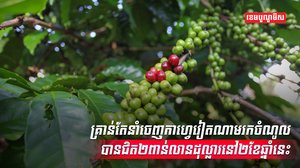 វៀតណាម កើបលុយបានជិត២ពាន់លានដុល្លារ ពីនាំចេញកាហ្វេនៅ២ខែឆ្នាំនេះ ខណៈថៃ គ្រោងនាំចូលកាហ្វេ៨ម៉ឺនតោន ដើម្បីបំពេញតម្រូវការ
