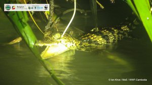 វត្តមានកូនក្រពើភ្នំទើបញាស់មួយក្បាលក្នុងចំណោមផ្សេងទៀតក្នុងជម្រកសត្វព្រៃស្រែពក