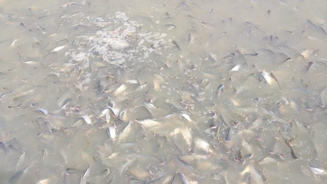 ស្រះទឹកចិញ្ចឹមត្រីប្រា