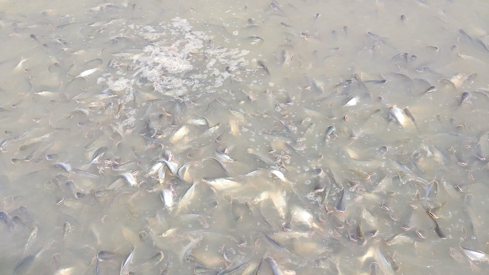 ស្រះទឹកចិញ្ចឹមត្រីប្រា
