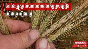 ចិននិងអូស្ត្រាលីបានឈានដល់កិច្ចព្រមព្រៀងលើជម្លោះរឿងអង្ករ និងលើការផ្អាកបណ្ដឹងនៅអង្គការពាណិជ្ជកម្មពិភពលោក