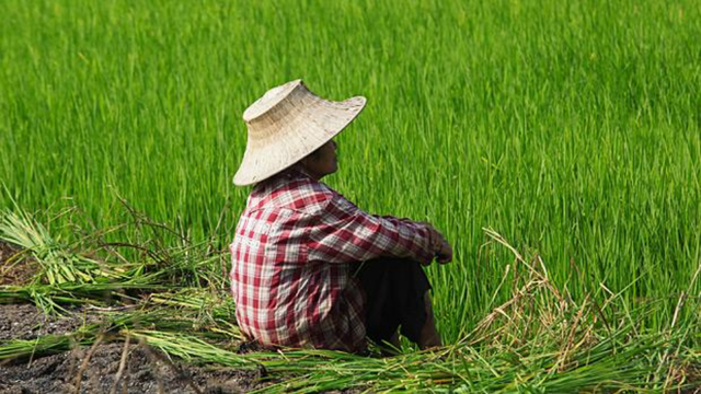ថៃកំពុងព្រួយចិត្ត រឿងបំណុលរបស់កសិករ កំពុងកើនឡើង (https://www.bangkokpost.com)