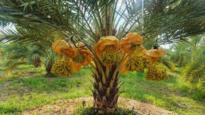 ក្រុមហ៊ុនក្នុងស្រុកមួយ មានមហិច្ឆតាអភិវឌ្ឍការដាំដុះល្ម៉ើ ឲ្យក្លាយជាដំណាំនិមិត្តរូបនៃខេត្តពោធិ៍សាត់