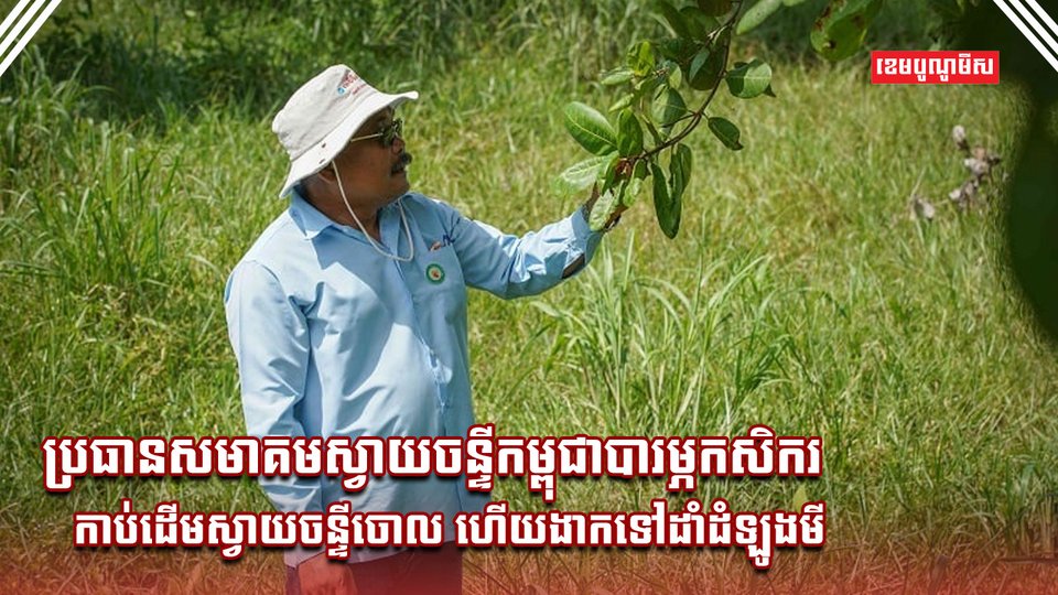 ដំណាំស្វាយចន្ទី