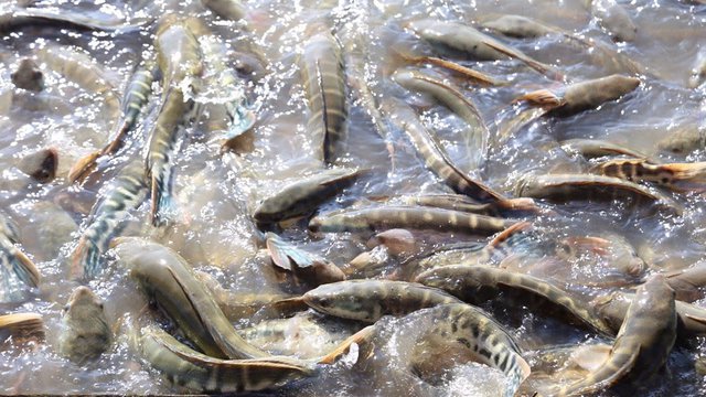 កសិដ្ឋាន​ចិញ្ចឹម​ត្រីនៅកម្ពុជា កំពុងចាល់ត្រី​លក់មិនចេញ