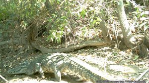 សត្វក្រពើភ្នំ (រូបភាព៖ WWF)