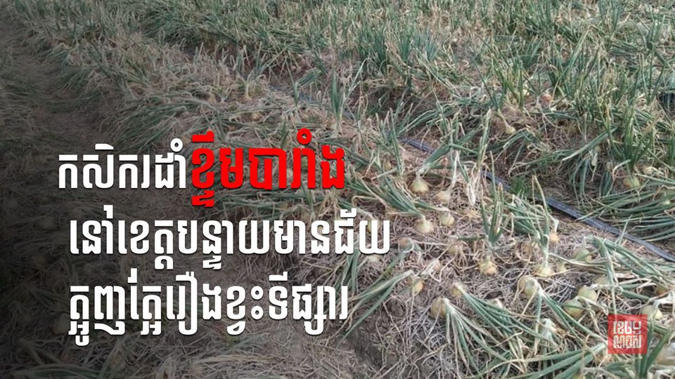 កសិករដាំខ្ទឹមបារាំងនៅខេត្តបន្ទាយមានជ័យត្អូញត្អែរខ្វះទីផ្សារ ខណៈមន្ត្រីអះអាងថា បញ្ហានេះព្រោះតែកូវីដ-១៩