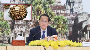 ផ្លែមៀនកម្ពុជាចំនួន ១៨ តោន លក់អស់ត្រឹមតែបីថ្ងៃប៉ុណ្ណោះ នៅលើគេហទំព័រ Alibaba
