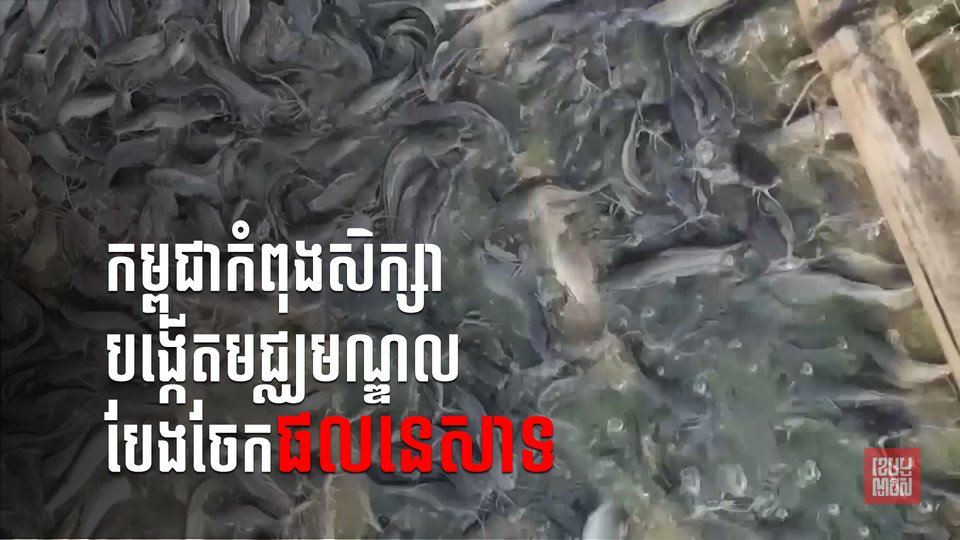 ក្រសួងកសិកម្មនិងសមាគមវារីវប្បកម្មកំពុងសិក្សាលើការបង្កើតមជ្ឈមណ្ឌលបែងចែកផលនេសាទ