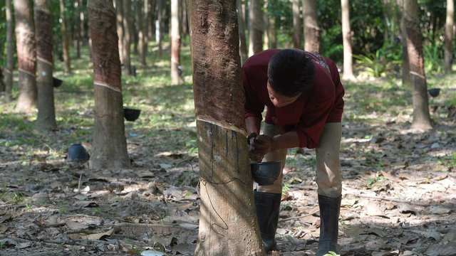 ក្រសួងកសិកម្មស្នើឲ្យសម្តេច ស ខេង ជួយទប់ស្កាត់ការនាំចេញជ័រកៅស៊ូ និងឈើកៅស៊ូមិនទាន់កែច្នៃ