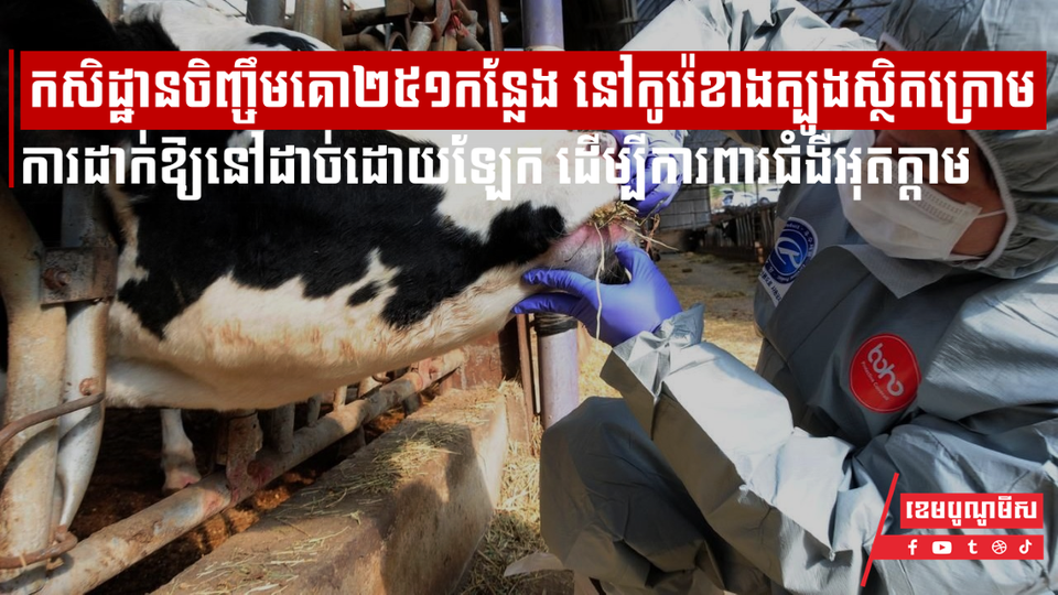 កសិដ្ឋានចិញ្ចឹមគោចំនួន ២៥១ កន្លែង នៅកូរ៉េខាងត្បូង ស្ថិតក្រោមការដាក់ឱ្យនៅដាច់ដោយឡែក ដើម្បីការពារជំងឺអុតក្ដាម