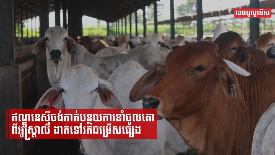 ឥណ្ឌូនេស៊ីចង់កាត់បន្ថយការនាំចូលគោពីអូស្រ្តាលី ងាកទៅរកជម្រើសផ្សេង