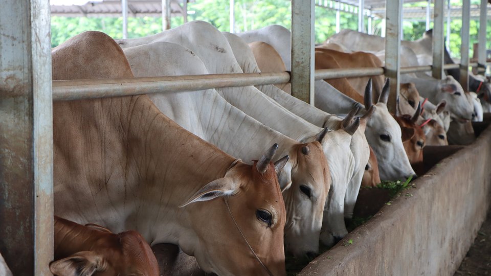 ដង្ខៅគោនៅខេត្តត្បូងឃ្មុំម្នាក់ ផ្ដើមចិញ្ចឹមគោពី៧ក្បាល កើនដល់៤៣០ក្បាល ត្រឹមរយៈពេល៨ឆ្នាំ