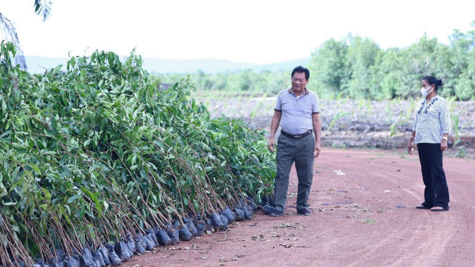 ឧកញ៉ា ម៉ុង ឫទ្ធី សម្រេចដាំព្រីងពូជពីម៉ាឡេស៊ី លើផ្ទៃដី៦៤ហិកតា (រូបភាព៖ ហ្វេសប៊ុកឧកញ៉ាម៉ុង ឫទ្ធី)