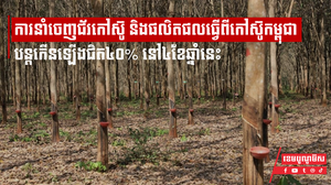 ការនាំចេញជ័រកៅស៊ូ និងផលិតផលធ្វើពីកៅស៊ូរបស់កម្ពុជាបន្ដកើនឡើងជិត៤០% នៅ៤ខែឆ្នាំនេះ