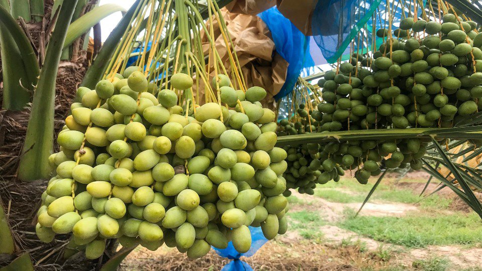ម្ចាស់ចម្ការលម៉ើនៅកម្ពុជាបាននិយាយថា តម្លៃទីផ្សារលម៉ើនៅឆ្នាំនេះ ហាក់មានការប្រែប្រួលតម្លៃតិចតួច ខុសពីឆ្នាំមុន  (រូបភាព៖ ពីហ្វេសប៊ុក)