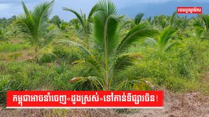 កម្ពុជាអាចនាំចេញ«ដូងស្រស់»ទៅកាន់ទីផ្សារចិន!