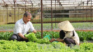 វៀតណាមអនុម័តផែនការ១០ឆ្នាំ ដើម្បីក្លាយជាប្រទេសមានការអភិវឌ្ឍកសិកម្មសរីរាង្គជឿនលឿន (រូបភាព៖https://baomoi.com)