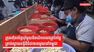 គ្រាប់ស្វាយចន្ទី