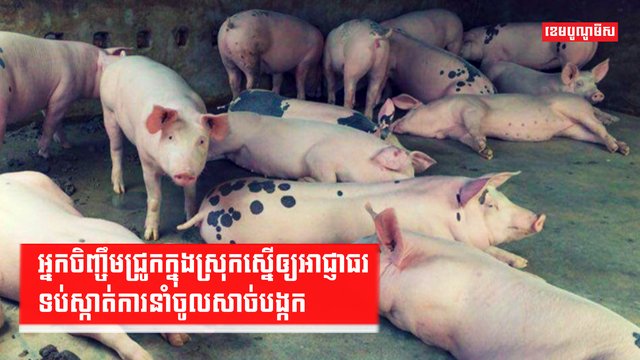 អ្នកចិញ្ចឹមជ្រូកក្នុងស្រុកស្នើឲ្យអាជ្ញាធរទប់ស្កាត់ការនាំចូលសាច់បង្កក