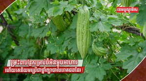 វិស័យកសិកម្ម