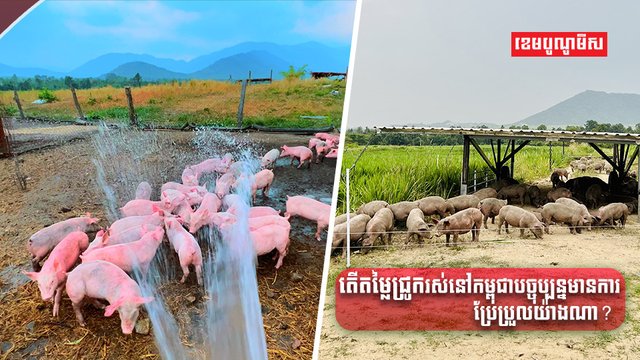 អ្នកចិញ្ចឹមសត្វ