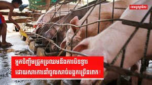 ការចិញ្ចឹមជ្រូក