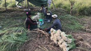 កសិករកំពុងប្រមូលផលស្លឹកគ្រៃ (រូបថត៖ ហ្វេសប៊ុក Yang Saing Koma)