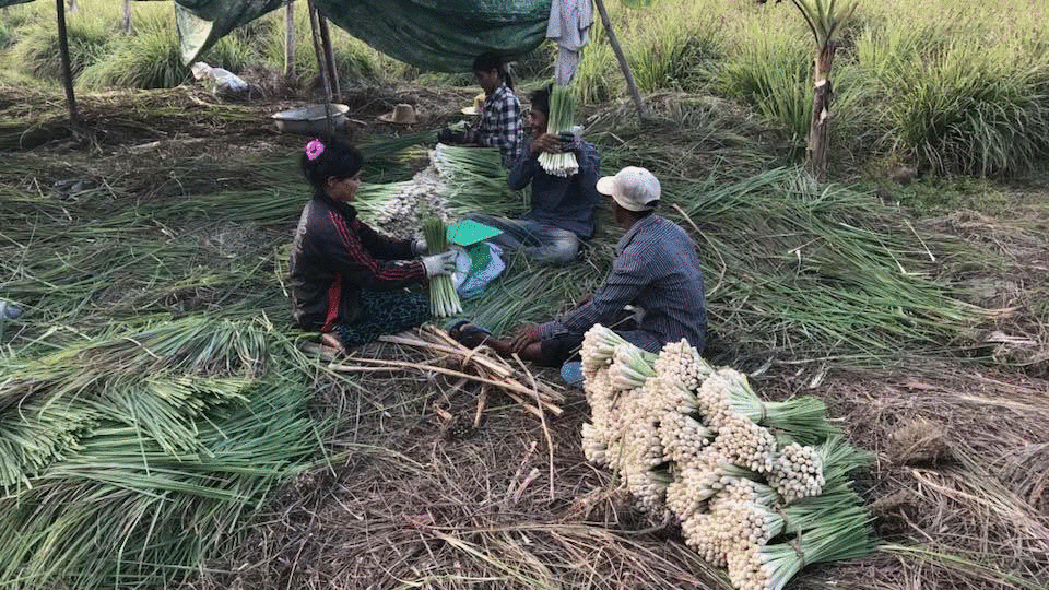 កសិករកំពុងប្រមូលផលស្លឹកគ្រៃ (រូបថត៖ ហ្វេសប៊ុក Yang Saing Koma)