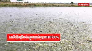 ការចិញ្ចឹមត្រីនៅកម្ពុជាធ្លាក់ចុះប្រមាណ៦០%