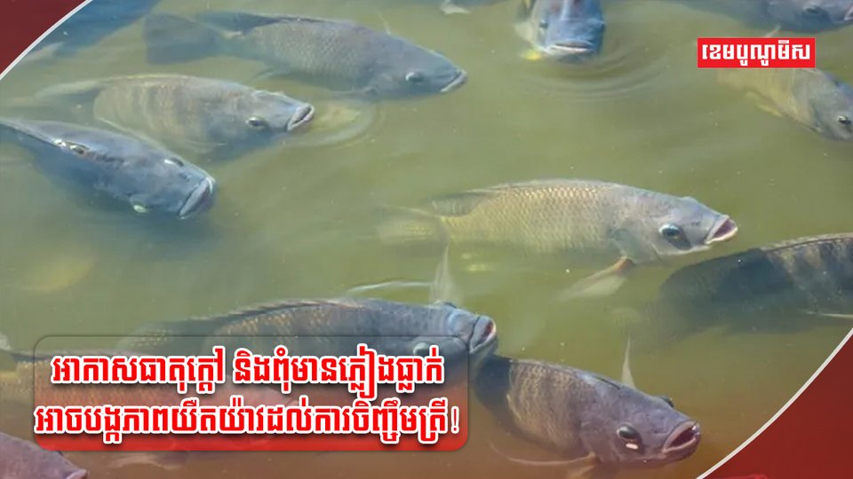 អ្នកចិញ្ចឹមត្រី