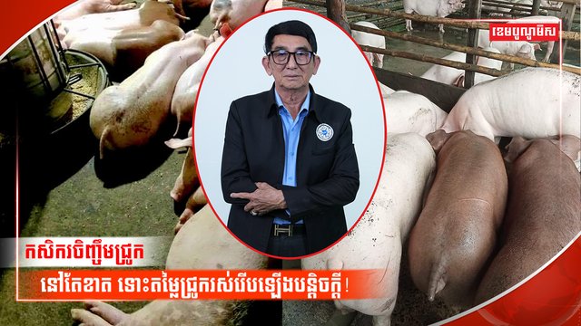 ការចិញ្ចឹមជ្រូក