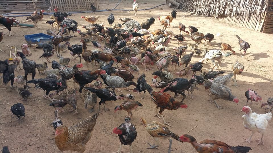 ការចិញ្ចឹមមាន់ស្រែ (រូបថត៖ google)