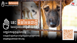អង្គការ FOUR PAWS អំពាវនាវឱ្យមានការចូលរួម «យុទ្ធនាការបញ្ឈប់ការជួញដូរសាច់សត្វឆ្កែនៅប្រទេសកម្ពុជា»