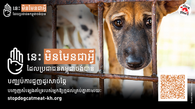 អង្គការ FOUR PAWS អំពាវនាវឱ្យមានការចូលរួម «យុទ្ធនាការបញ្ឈប់ការជួញដូរសាច់សត្វឆ្កែនៅប្រទេសកម្ពុជា»