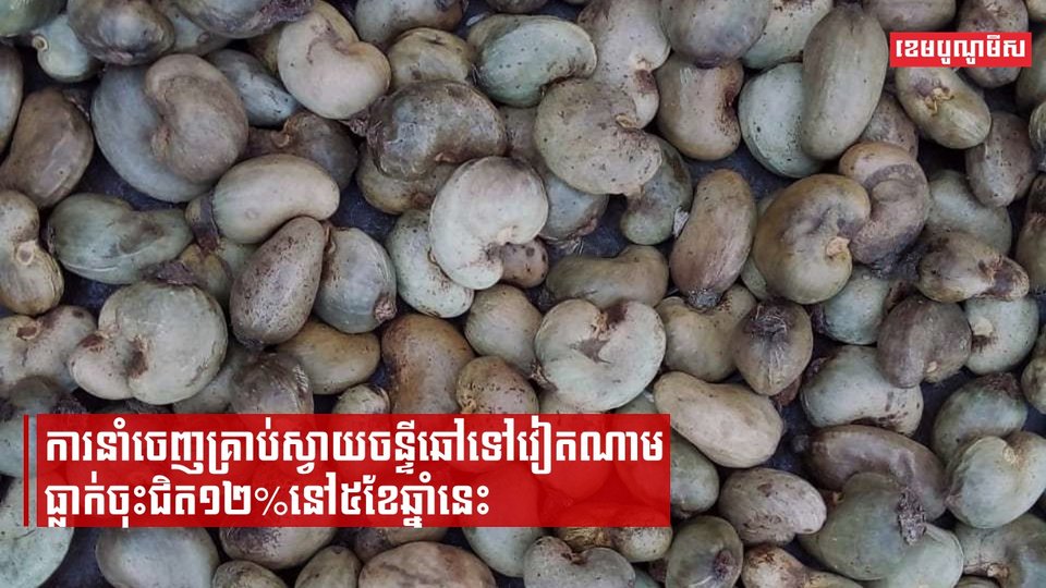 ការនាំចេញគ្រាប់ស្វាយចន្ទីឆៅទៅវៀតណាមធ្លាក់ចុះជិត១២%នៅ៥ខែឆ្នាំនេះ