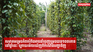 ការនាំចេញម្រេចកំពតសម្រេចបានជិត ២៤តោន នៅឆមាសទី១ឆ្នាំនេះ