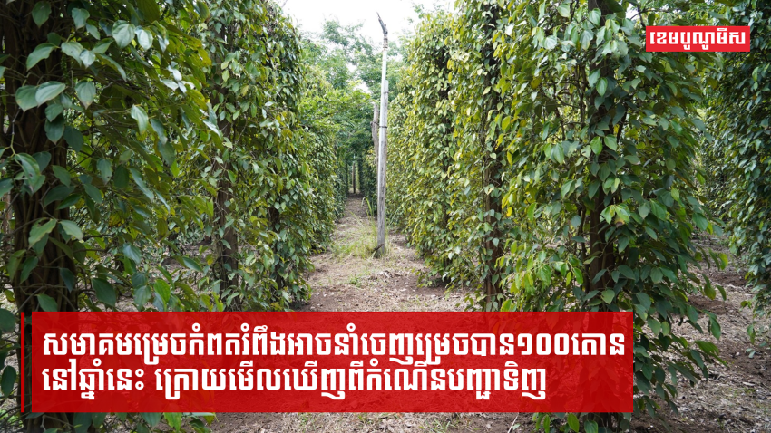 ការនាំចេញម្រេចកំពតសម្រេចបានជិត ២៤តោន នៅឆមាសទី១ឆ្នាំនេះ