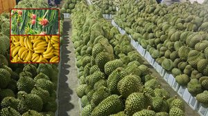 ការនាំចេញផ្លែឈើត្រឹមតែ៣មុខប៉ុណ្ណោះ នឹងជួយឲ្យវៀតណាមរកចំណូលបានដល់ទៅ ២ពាន់លានដុល្លារនៅឆ្នាំនេះ