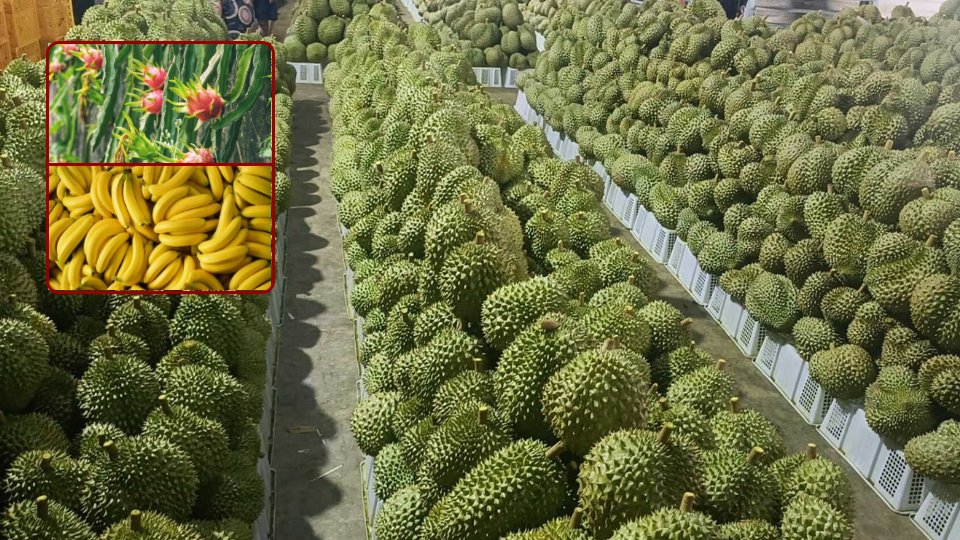 ការនាំចេញផ្លែឈើត្រឹមតែ៣មុខប៉ុណ្ណោះ នឹងជួយឲ្យវៀតណាមរកចំណូលបានដល់ទៅ ២ពាន់លានដុល្លារនៅឆ្នាំនេះ