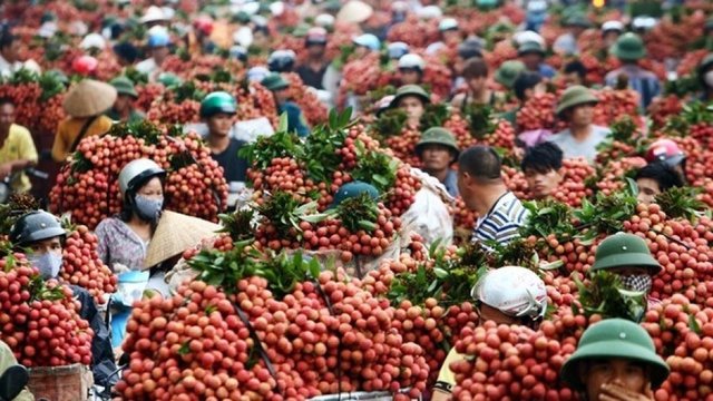 ទីបំផុត! ជប៉ុនបើកភ្លើងខៀវឲ្យវៀតណាមនាំចូលផ្លែគូលែន ក្រោយពីចរចាគ្នាអស់៥ឆ្នាំ (រូបភាព៖ គយវៀតណាម)