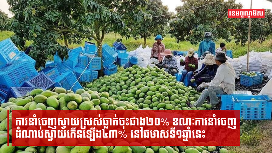 ការនាំចេញស្វាយស្រស់ធ្លាក់ចុះជាង២០% ខណៈការនាំចេញដំណាប់ស្វាយកើនឡើង៤៣% នៅឆមាសទី១ឆ្នាំនេះ