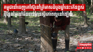 កម្ពុជានាំចេញកៅស៊ូនៅត្រីមាសដំបូងឆ្នាំនេះកើនខ្ពស់ ប៉ុន្ដែតម្លៃនៅមិនទាន់មានស្ថិរភាពល្អនៅឡើយ
