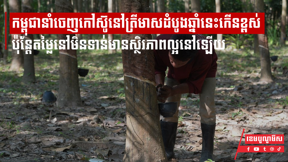 កម្ពុជានាំចេញកៅស៊ូនៅត្រីមាសដំបូងឆ្នាំនេះកើនខ្ពស់ ប៉ុន្ដែតម្លៃនៅមិនទាន់មានស្ថិរភាពល្អនៅឡើយ