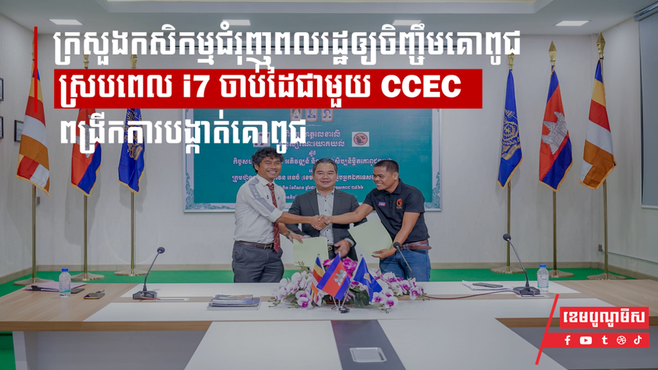 ក្រសួងកសិកម្មជំរុញពលរដ្ឋឲ្យចិញ្ចឹមគោពូជ ស្របពេល i7 ចាប់ដៃជាមួយ CCEC ពង្រីកការបង្កាត់គោពូជ