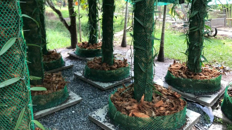 ជន្លង់ស្រកីដូង
