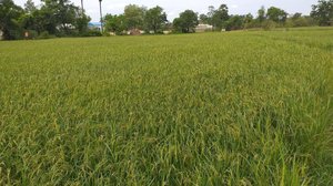 ដំណាំស្រូវ