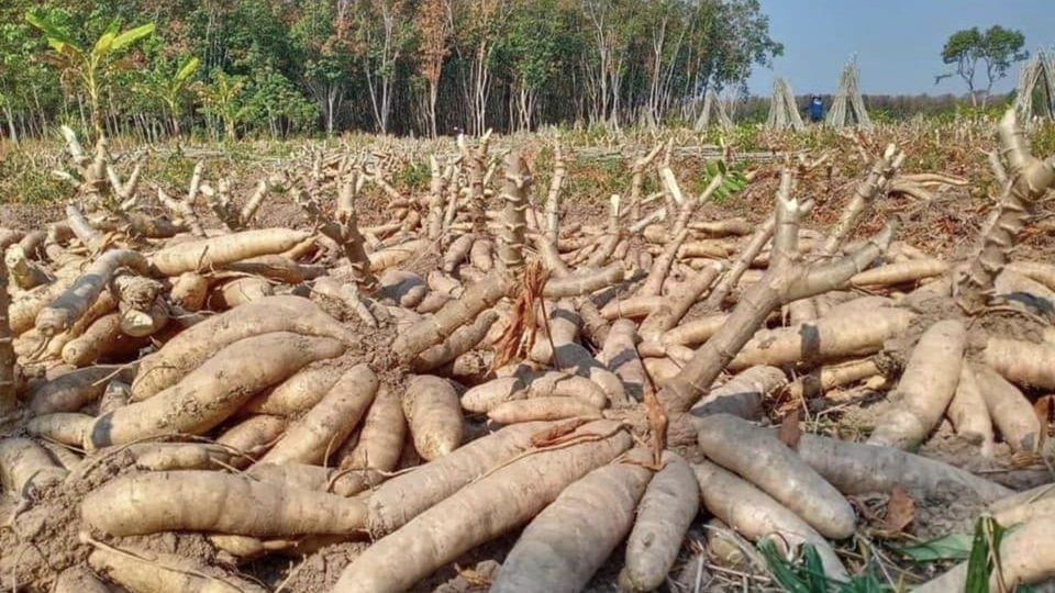 ដំណាំដំឡូងមី
