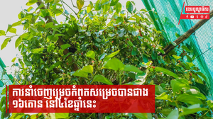ការនាំចេញម្រេចកំពតសម្រេចបានជាង ១៦តោន នៅ៤ខែឆ្នាំនេះ និងរំពឹងកំណើនខ្ពស់ ក្រោយទីផ្សារចិនបើកចំហរ